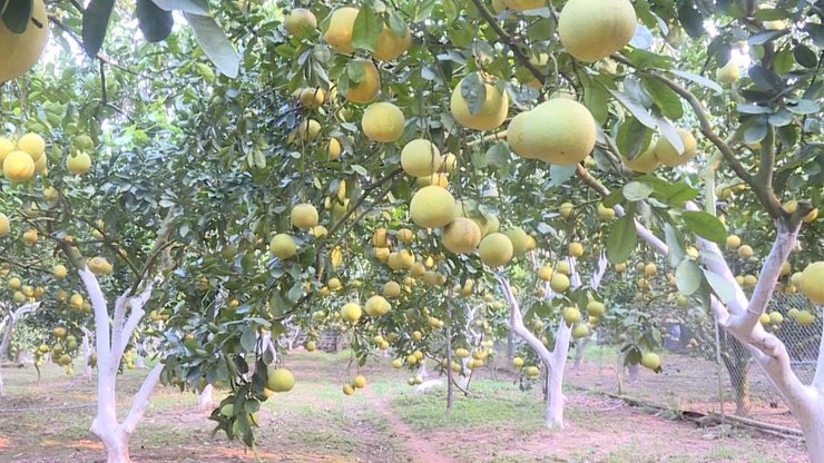 LỊCH SỬ HÀO HÙNG, TRUYỀN THỐNG VẺ VANG VÀ KHÁT VỌNG PHÁT TRIỂN TỪ VÙNG ĐẤT MỚI – XÃ VÂN ĐÌNH- Ảnh 4.