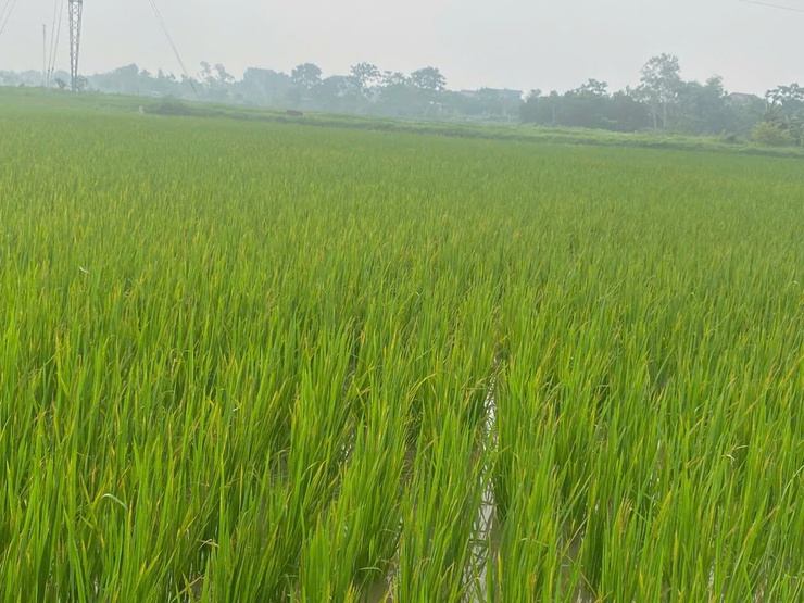 Thông báo Bệnh đốm sọc vi khuẩn và hướng dẫn biện pháp phòng trừ ở giai đoạn lúa đẻ nhánh.- Ảnh 1.