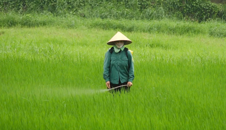 Xã Đoài Phương phòng trừ lúa cỏ hại lúa vụ Mùa năm 2025


- Ảnh 1.