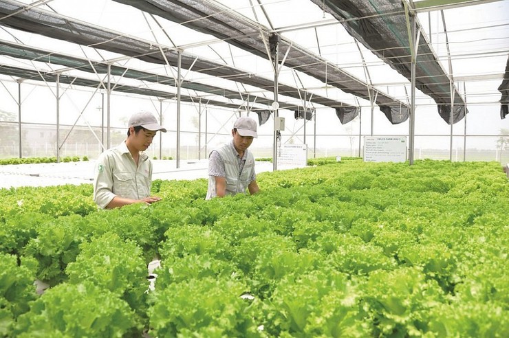 Hà Nội phê duyệt 10 quy trình giải quyết thủ tục hành chính trong lĩnh vực nông nghiệp và môi trường- Ảnh 1.