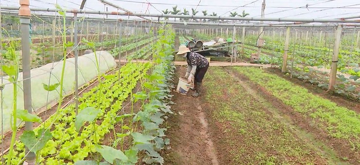 Xã Phúc Lộc định hình phát triển nông nghiệp xanh- Ảnh 4.