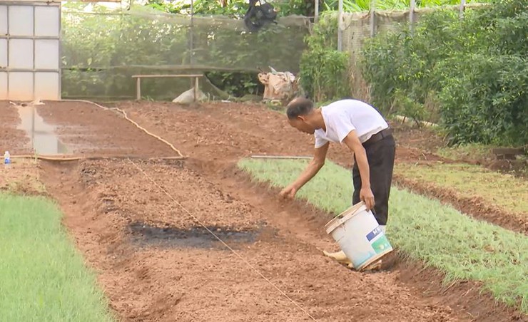 Xã Phúc Lộc định hình phát triển nông nghiệp xanh- Ảnh 2.