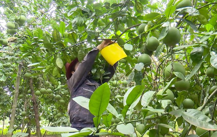 Xã Phúc Lộc định hình phát triển nông nghiệp xanh- Ảnh 3.