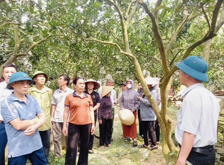TẬP HUẤN KỸ THUẬT TRỒNG, CHĂM SÓC VÀ THÂM CANH CÂY BƯỞI- Ảnh 6.