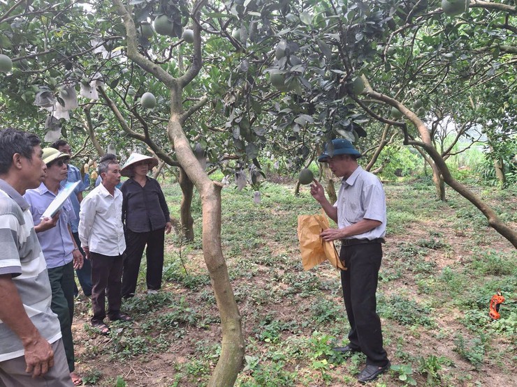 TẬP HUẤN KỸ THUẬT TRỒNG, CHĂM SÓC VÀ THÂM CANH CÂY BƯỞI- Ảnh 3.