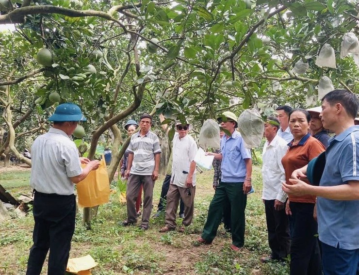 TẬP HUẤN KỸ THUẬT TRỒNG, CHĂM SÓC VÀ THÂM CANH CÂY BƯỞI- Ảnh 5.