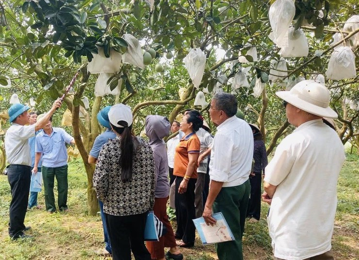 TẬP HUẤN KỸ THUẬT TRỒNG, CHĂM SÓC VÀ THÂM CANH CÂY BƯỞI- Ảnh 7.