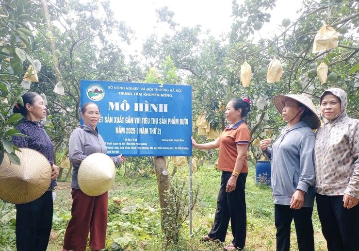 TẬP HUẤN KỸ THUẬT TRỒNG, CHĂM SÓC VÀ THÂM CANH CÂY BƯỞI- Ảnh 4.