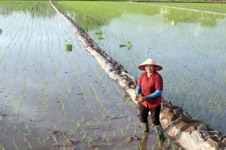 Xã Hòa Phú: Gieo cấy xong 100% diện tích lúa Mùa 2025- Ảnh 2.