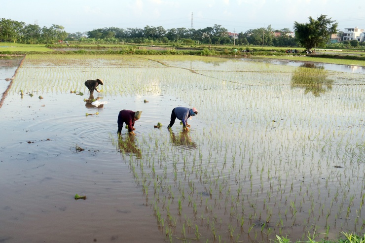 Xã Hòa Phú: Gieo cấy xong 100% diện tích lúa Mùa 2025- Ảnh 1.