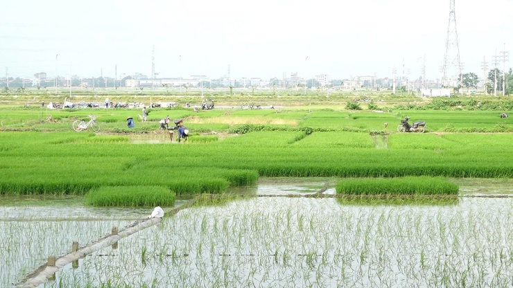 XÃ BÌNH MINH TẬP TRUNG CHỈ ĐẠO SẢN XUẤT VỤ MÙA NĂM 2025: ĐẨY NHANH TIẾN ĐỘ GIEO CẤY, CHỦ ĐỘNG PHÒNG TRỪ DỊCH HẠI- Ảnh 2.