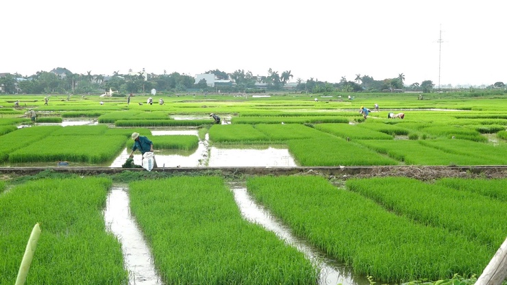 XÃ BÌNH MINH TẬP TRUNG CHỈ ĐẠO SẢN XUẤT VỤ MÙA NĂM 2025: ĐẨY NHANH TIẾN ĐỘ GIEO CẤY, CHỦ ĐỘNG PHÒNG TRỪ DỊCH HẠI- Ảnh 1.