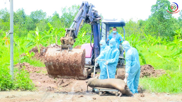 Xã Quốc Oai ngăn chặn và xử lý dứt điểm ổ dịch Tả lợn châu Phi trên địa bàn- Ảnh 6.