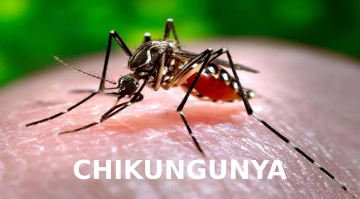         BỆNH CHIKUNGUNYA DO MUỖI VẰN TRUYỀN CÓ BIỂU HIỆN NHƯ THẾ NÀO?- Ảnh 1.