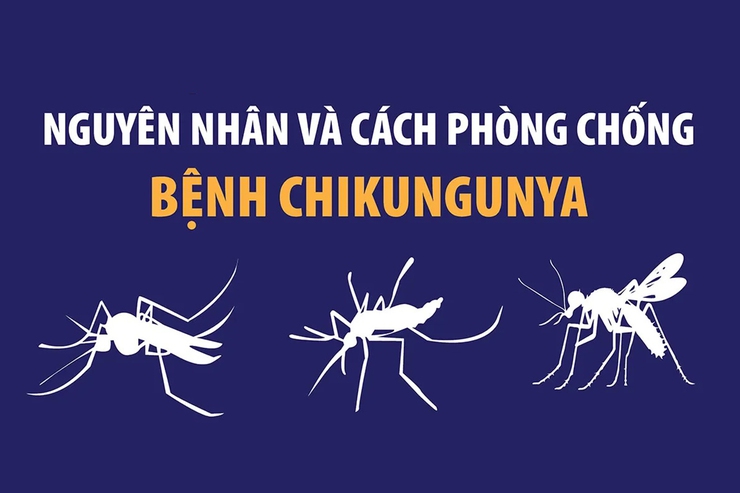 Khuyến cáo phòng, chống bệnh Chikungunya- Ảnh 1.