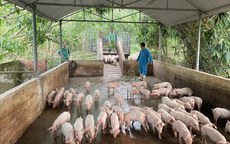 Xã Tiến Thắng tăng cường công tác tuyên truyền phòng chống dịch tả lợn Châu Phi- Ảnh 1.