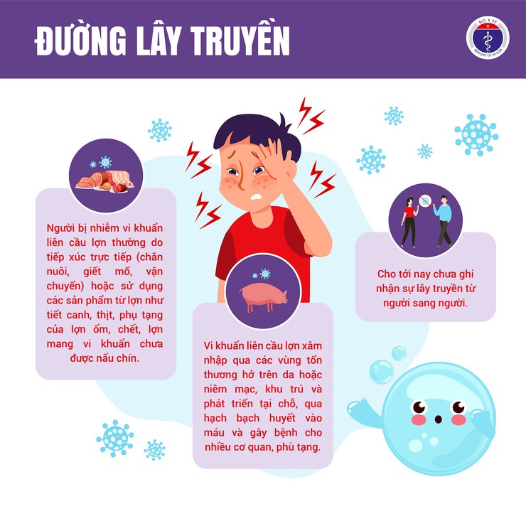Bệnh liên cầu khuẩn lợn ở người - những điều cần biết- Ảnh 3.