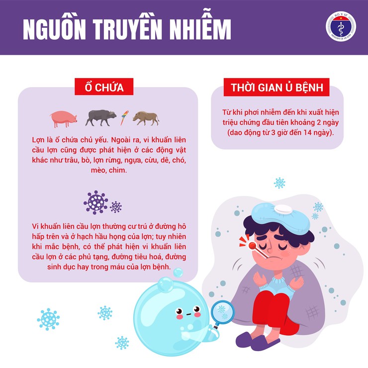 Bệnh liên cầu khuẩn lợn ở người - những điều cần biết- Ảnh 2.
