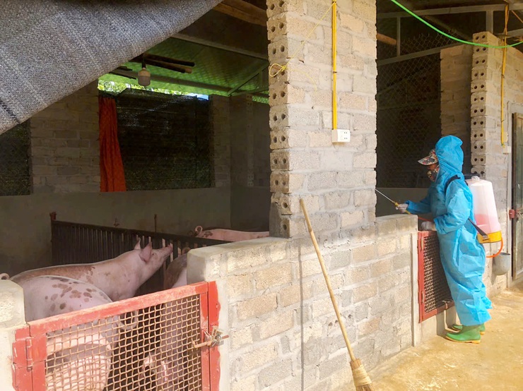 Phú Cát triển khai công tác vệ sinh, khử trùng, tiêu độc phòng chống dịch bệnh gia súc, gia cầm năm 2025

- Ảnh 4.