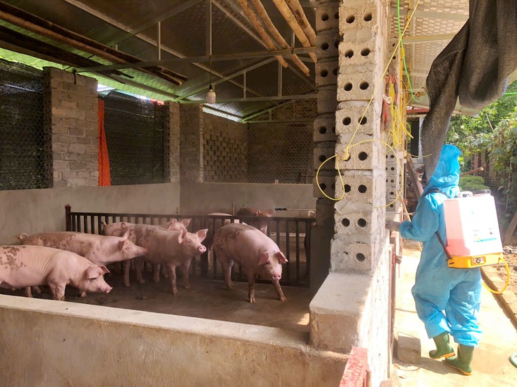 Phú Cát triển khai công tác vệ sinh, khử trùng, tiêu độc phòng chống dịch bệnh gia súc, gia cầm năm 2025

- Ảnh 5.