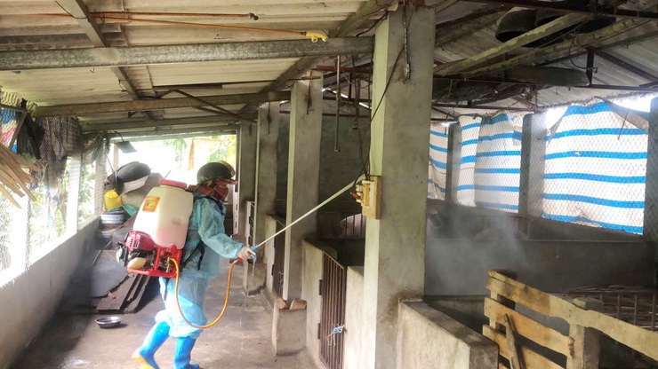Phú Cát triển khai công tác vệ sinh, khử trùng, tiêu độc phòng chống dịch bệnh gia súc, gia cầm năm 2025

- Ảnh 1.