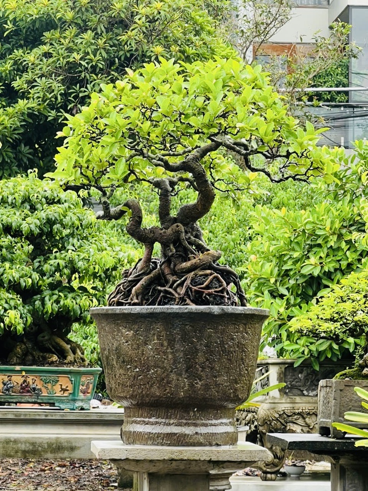                                    THÔNG BÁO
 TRIỂN LÃM CÁC TÁC PHẨM CÂY CẢNH NGHỆ                THUẬT CHÀO MỪNG KỶ NIỆM 80 NĂM CÁCH MẠNG THÁNG TÁM VÀ QUỐC KHÁNH 02/9- Ảnh 5.
