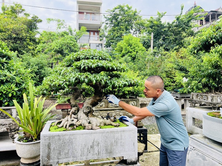                                    THÔNG BÁO
 TRIỂN LÃM CÁC TÁC PHẨM CÂY CẢNH NGHỆ                THUẬT CHÀO MỪNG KỶ NIỆM 80 NĂM CÁCH MẠNG THÁNG TÁM VÀ QUỐC KHÁNH 02/9- Ảnh 8.