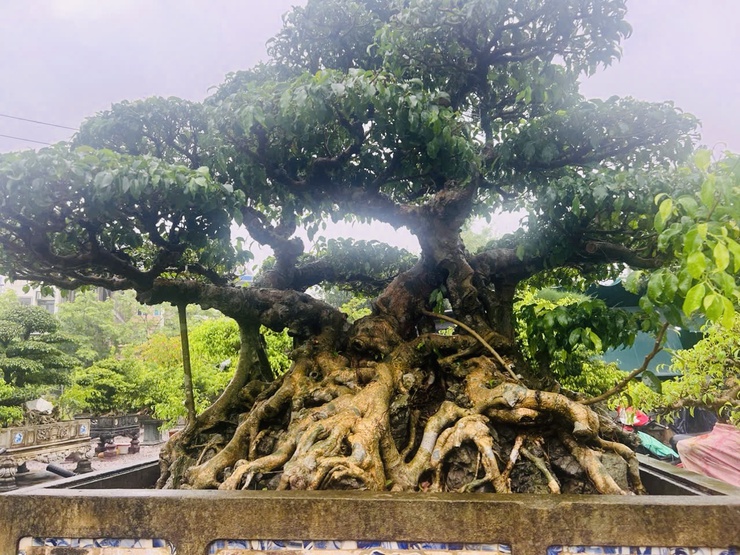                                    THÔNG BÁO
 TRIỂN LÃM CÁC TÁC PHẨM CÂY CẢNH NGHỆ                THUẬT CHÀO MỪNG KỶ NIỆM 80 NĂM CÁCH MẠNG THÁNG TÁM VÀ QUỐC KHÁNH 02/9- Ảnh 2.