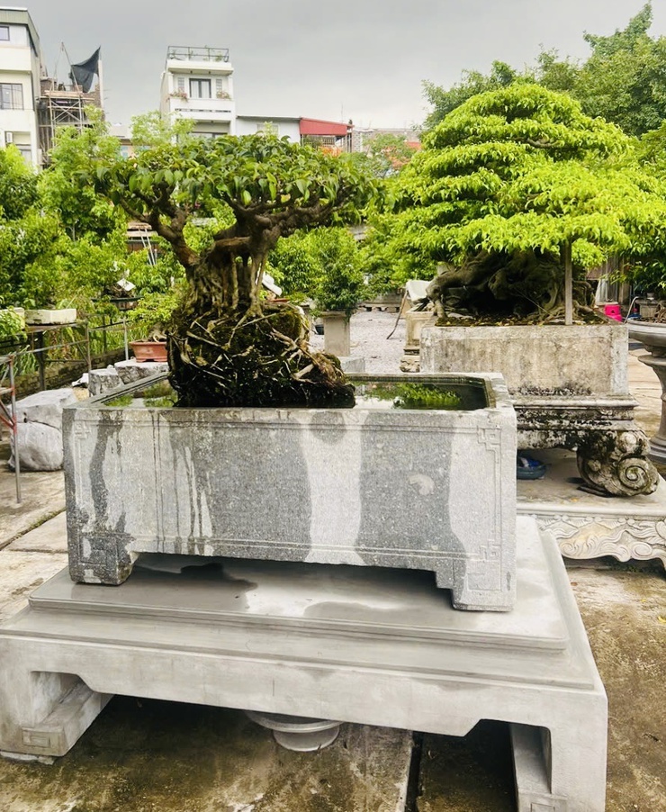                                    THÔNG BÁO
 TRIỂN LÃM CÁC TÁC PHẨM CÂY CẢNH NGHỆ                THUẬT CHÀO MỪNG KỶ NIỆM 80 NĂM CÁCH MẠNG THÁNG TÁM VÀ QUỐC KHÁNH 02/9- Ảnh 7.