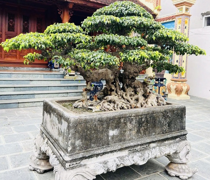                                    THÔNG BÁO
 TRIỂN LÃM CÁC TÁC PHẨM CÂY CẢNH NGHỆ                THUẬT CHÀO MỪNG KỶ NIỆM 80 NĂM CÁCH MẠNG THÁNG TÁM VÀ QUỐC KHÁNH 02/9- Ảnh 6.