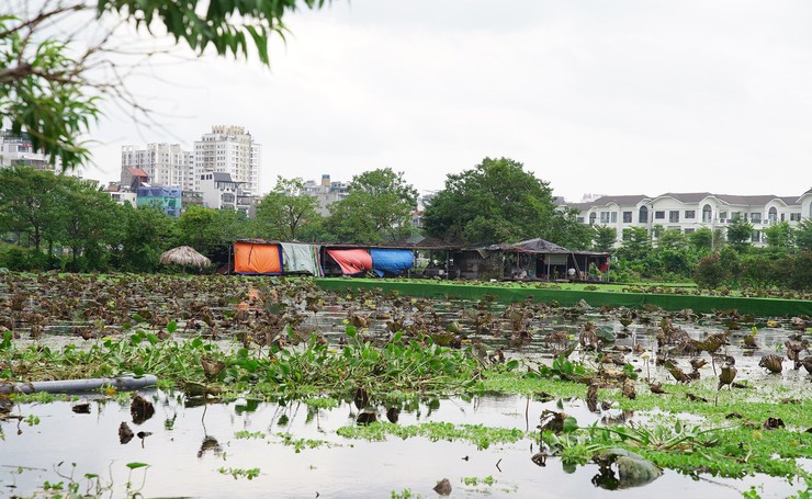 Chính thức bổ cập nước vào hồ Tây- Ảnh 10.