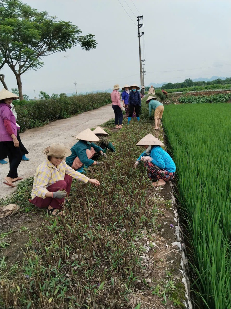 Hội Liên hiệp Phụ nữ xã Phúc Sơn đã phát động và tổ chức cho các chi hội đồng loạt ra quân tổng vệ sinh môi trường trên địa bàn- Ảnh 1.