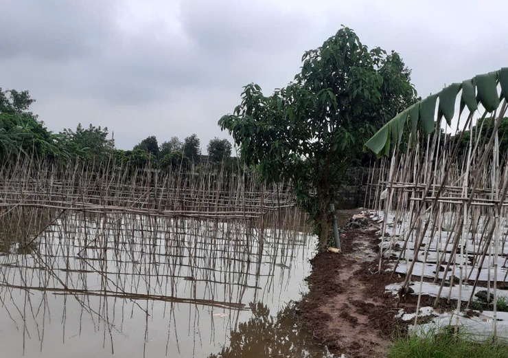 HƯỚNG DẪN CÁC BIỆN PHÁP PHÒNG, CHỐNG NGẬP ÚNG, BẢO VỆ VÀ PHỤC HỒI SẢN XUẤT NÔNG NGHIỆP TRÊN ĐỊA BÀN- Ảnh 1.