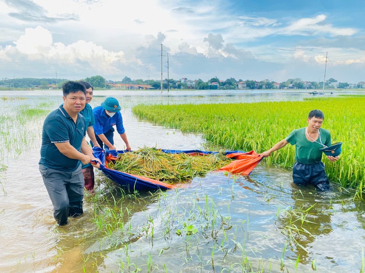 Phường Tùng Thiện hỗ trợ nông dân  gặt lúa chạy ngập úng- Ảnh 1.