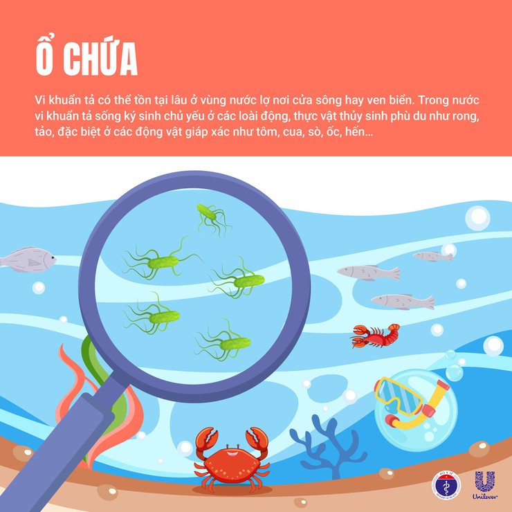 Bộ Y tế thông tin và khuyến cáo về bệnh Tả- Ảnh 2.