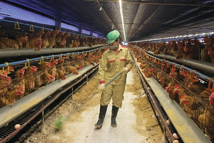 Chủ động chăn nuôi an toàn sinh học, phòng chống dịch bệnh trên địa bàn- Ảnh 1.
