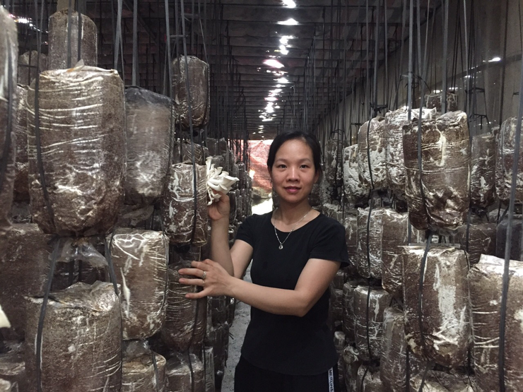Bài viết gương “Người tốt việc tốt”
VƯƠN LÊN LÀM GIÀU TỪ ĐAM MÊ TRỒNG NẤM SẠCH- Ảnh 1.