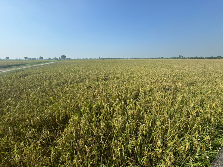 UBND XÃ DÂN HÒA TỔ CHỨC HỘI NGHỊ ĐÁNH GIÁ NĂNG SUẤT LÚA VỤ MÙA NĂM 2025- Ảnh 1.