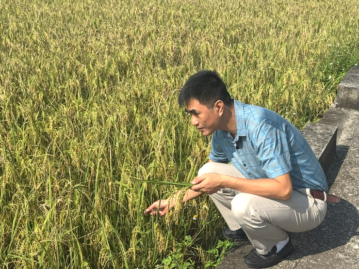 UBND XÃ DÂN HÒA TỔ CHỨC HỘI NGHỊ ĐÁNH GIÁ NĂNG SUẤT LÚA VỤ MÙA NĂM 2025- Ảnh 2.