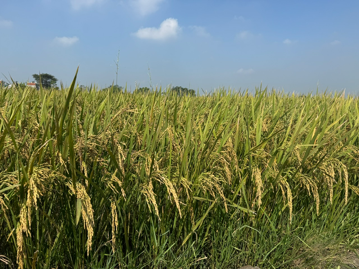 UBND XÃ DÂN HÒA TỔ CHỨC HỘI NGHỊ ĐÁNH GIÁ NĂNG SUẤT LÚA VỤ MÙA NĂM 2025- Ảnh 5.