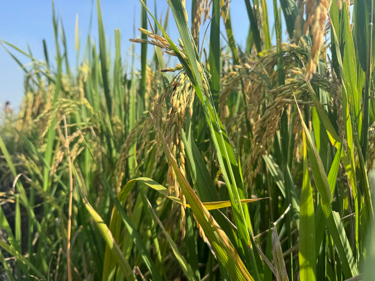 UBND XÃ DÂN HÒA TỔ CHỨC HỘI NGHỊ ĐÁNH GIÁ NĂNG SUẤT LÚA VỤ MÙA NĂM 2025- Ảnh 6.