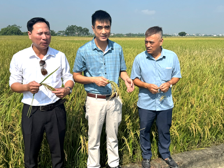 UBND XÃ DÂN HÒA TỔ CHỨC HỘI NGHỊ ĐÁNH GIÁ NĂNG SUẤT LÚA VỤ MÙA NĂM 2025- Ảnh 4.