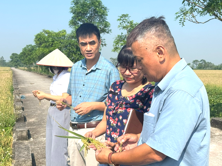 UBND XÃ DÂN HÒA TỔ CHỨC HỘI NGHỊ ĐÁNH GIÁ NĂNG SUẤT LÚA VỤ MÙA NĂM 2025- Ảnh 3.