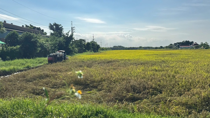Không phơi thóc trên đường, không đốt rơm rạ: Chung tay vì môi trường và an toàn giao thông- Ảnh 1.
