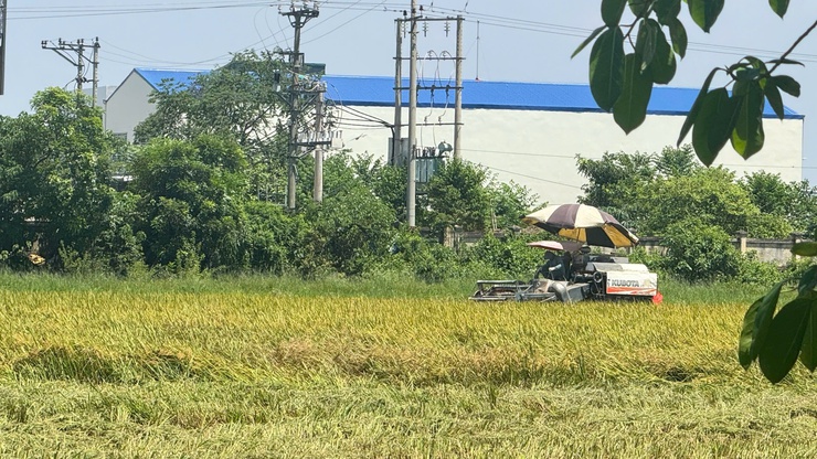 Tam Hưng chủ động ứng phó với siêu bão SAGARA- Ảnh 2.