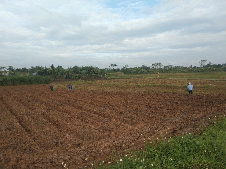 Xã Cổ Đô phấn đấu gieo trồng 277 ha cây vụ Đông năm 2025- Ảnh 1.