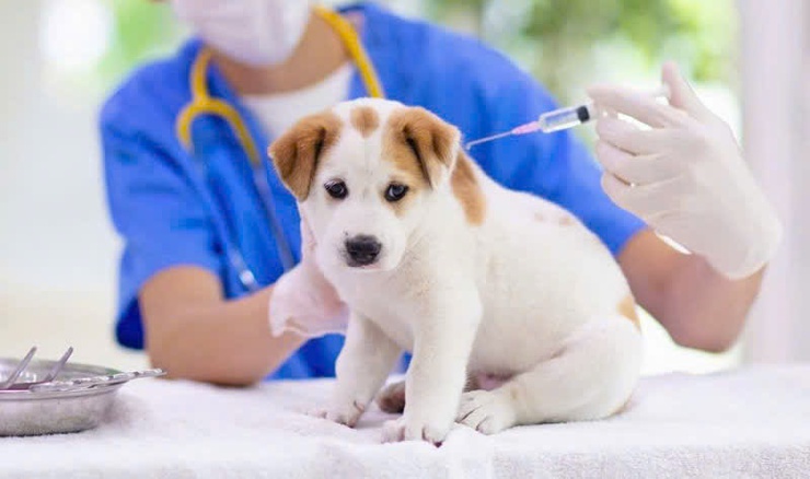 Tuyên truyền phòng, chống bệnh dại tại xã Nam Phù- Ảnh 1.