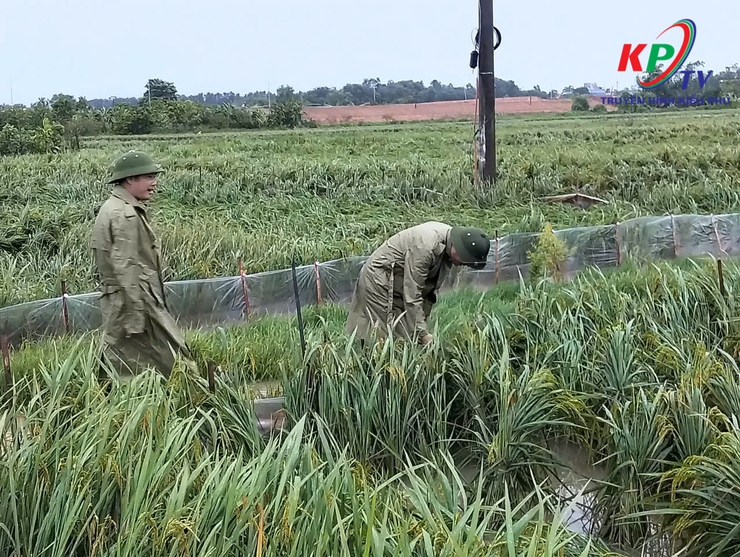 XÃ KIỀU PHÚ: BÁO CÁO TÌNH HÌNH ẢNH HƯỞNG DO HOÀN LƯU BÃO SỐ 10- Ảnh 2.