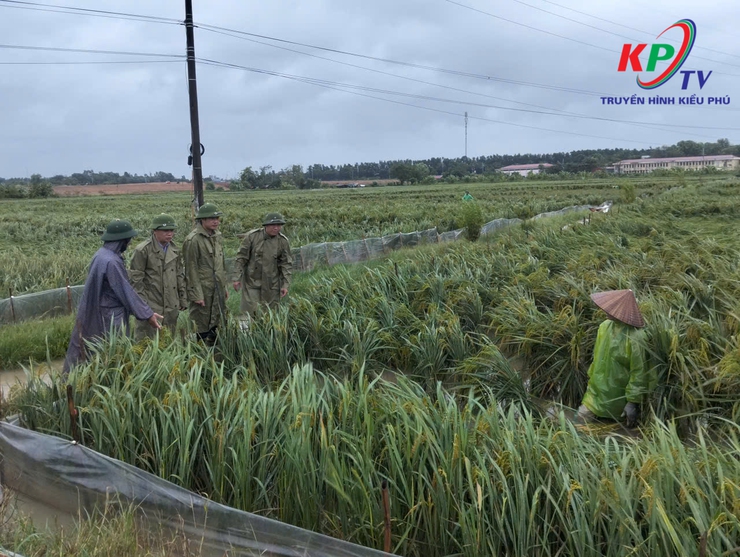 XÃ KIỀU PHÚ: BÁO CÁO TÌNH HÌNH ẢNH HƯỞNG DO HOÀN LƯU BÃO SỐ 10- Ảnh 4.