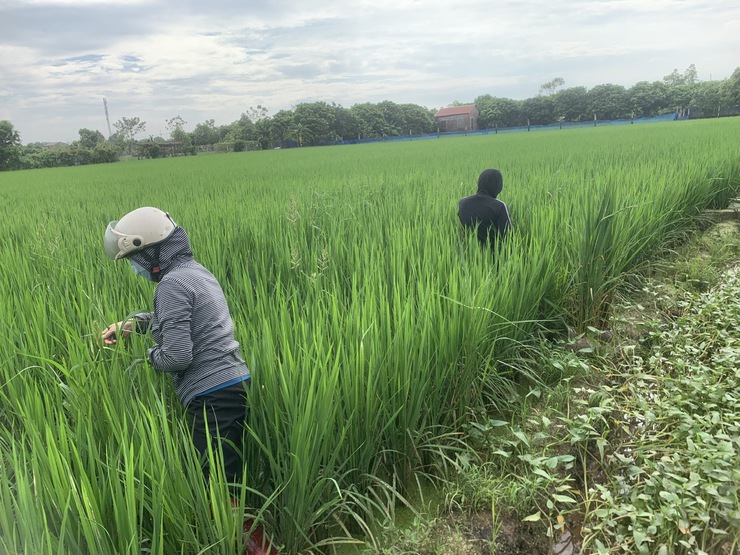 Chương Mỹ chủ động phòng trừ sâu bệnh hại lúa Mùa- Ảnh 1.